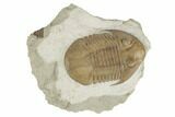 Asaphus Platyurus Trilobite - Russia #191181-1
